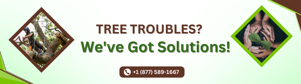 tree care solutions