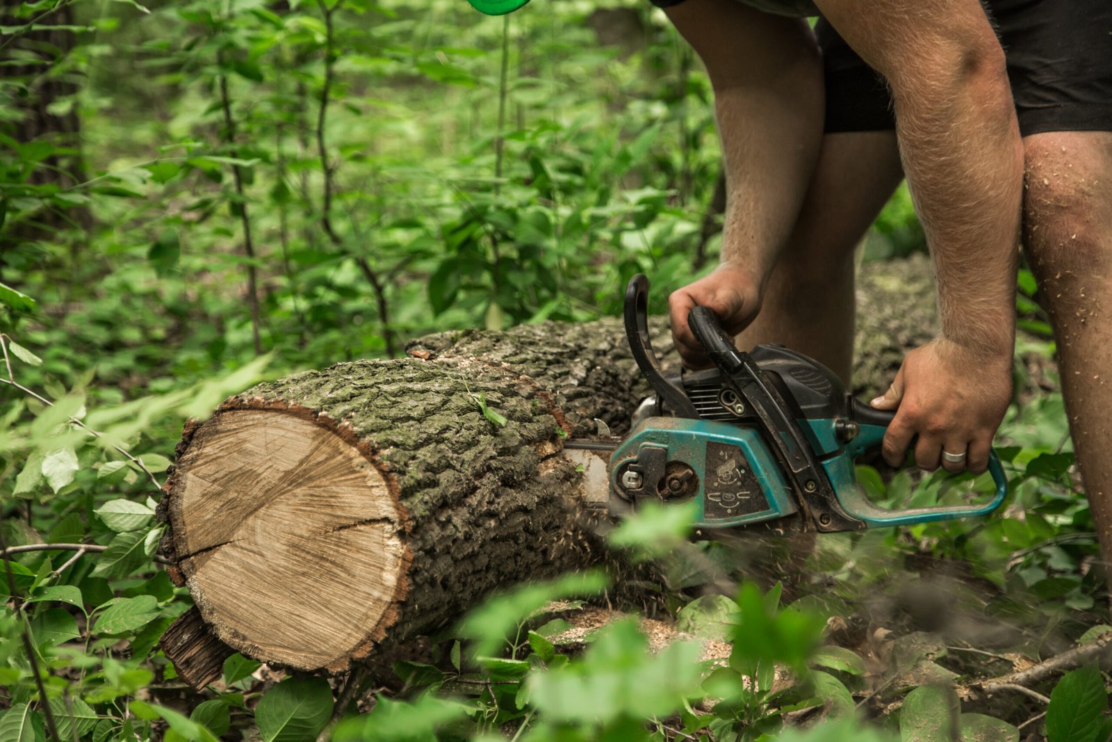 Tree doctor